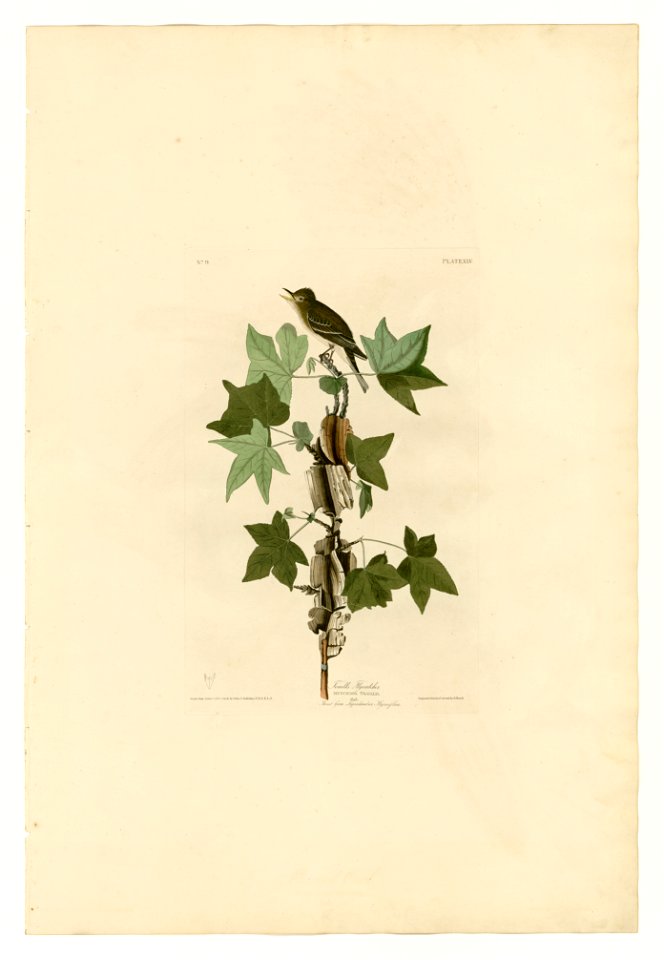 45 Traill's Flycatcher