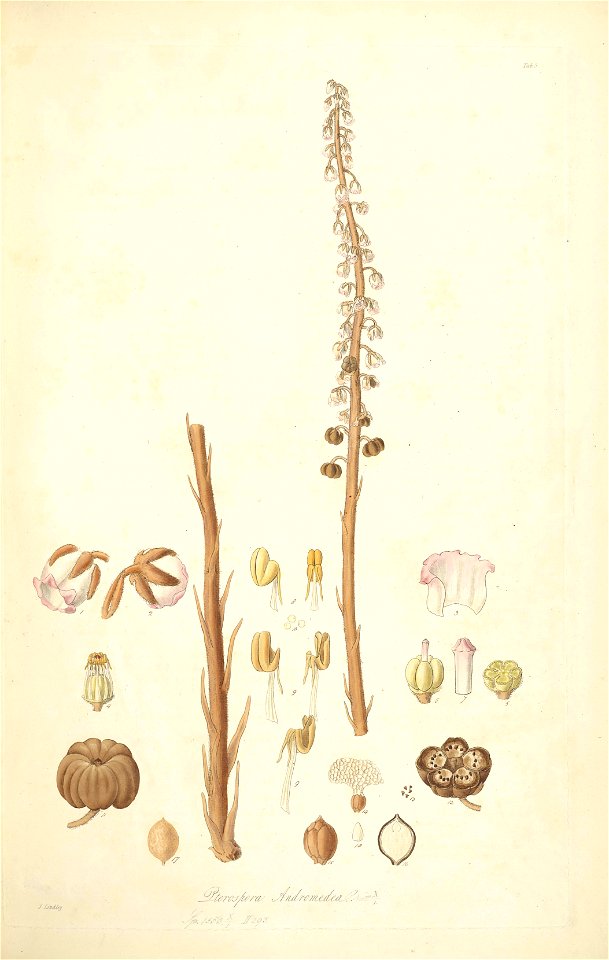 5 Pterospora andromedea - John Lindley - Collectanea botanica (1821)