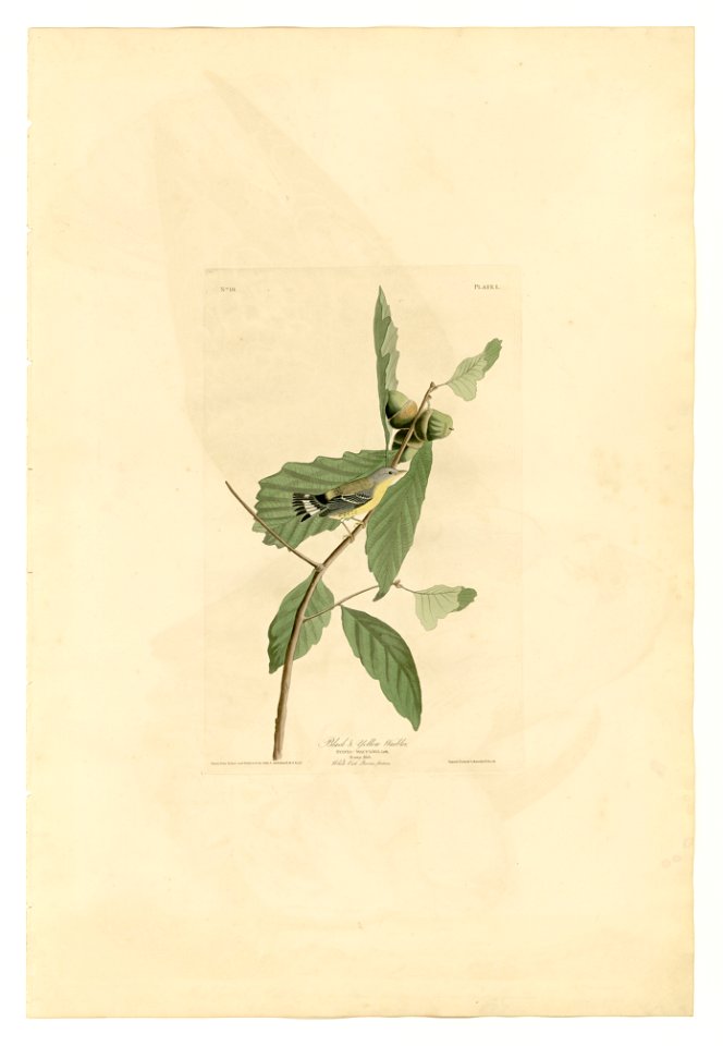 50 Black & Yellow Warbler