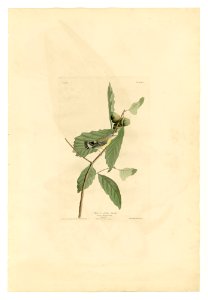 50 Black & Yellow Warbler