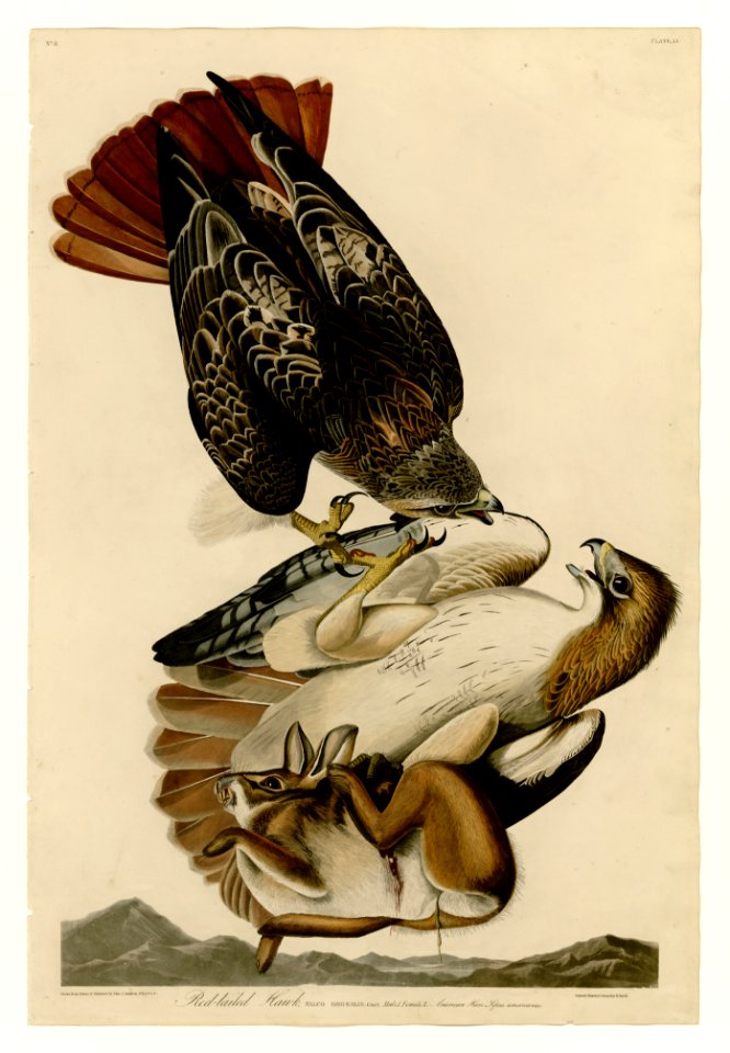 51 Red-tailed Hawk