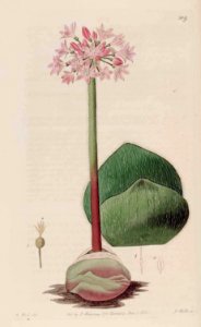 509 Haemanthus carneus