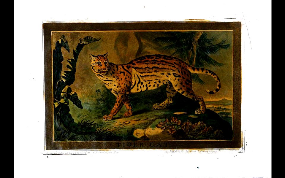 5, Tiger Cat, Charles Catton's Animals (1788)