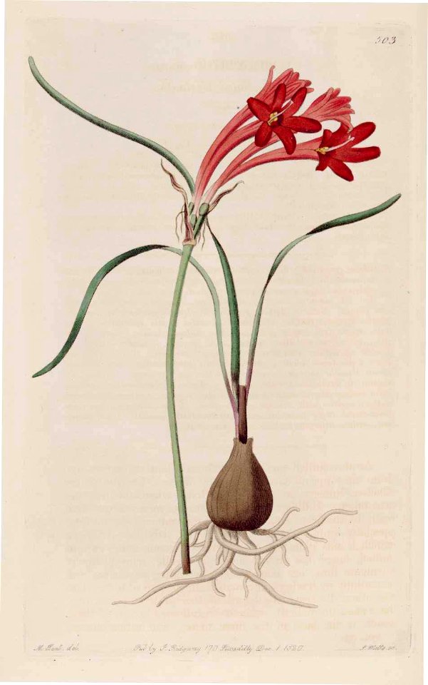 503 Cyrtanthus odorus