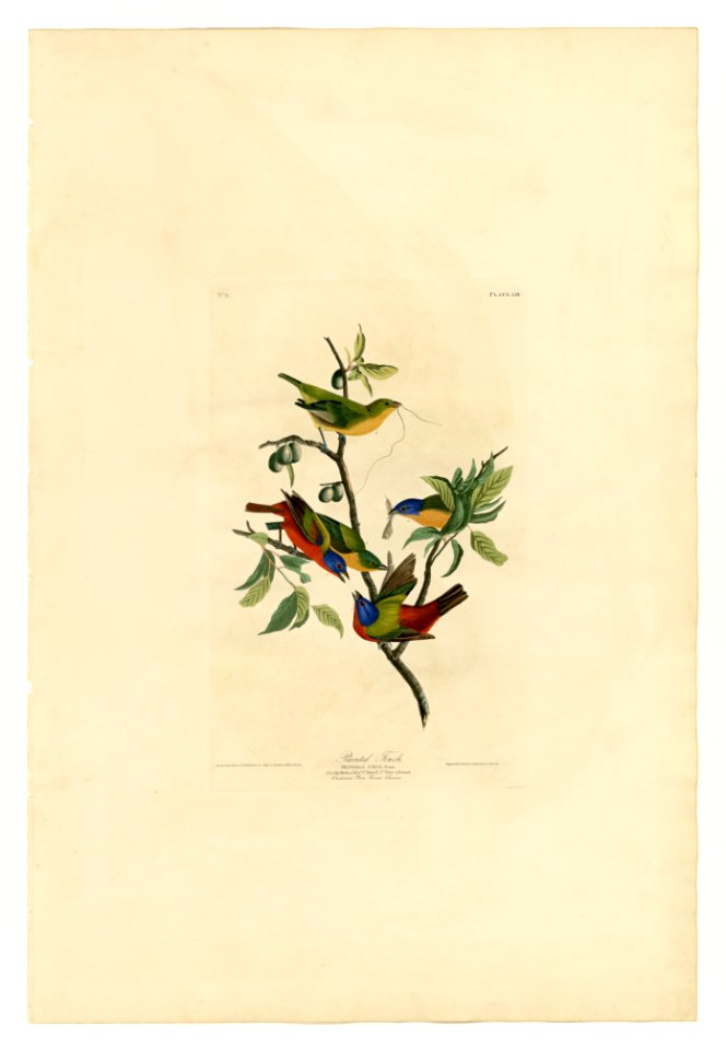 53 Painted Finch