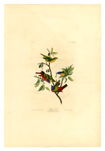 53 Painted Finch