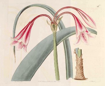 546 Crinum bulbispermum (as Amaryllis longifolia var. riparia)