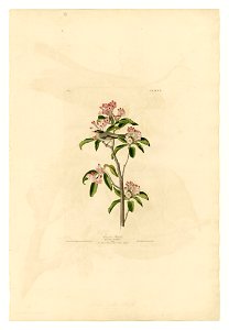 55 Cuvier's Regulus