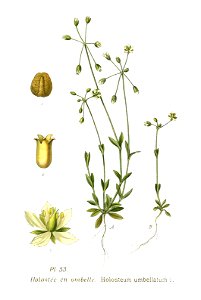 53 Holosteum umbellatum L