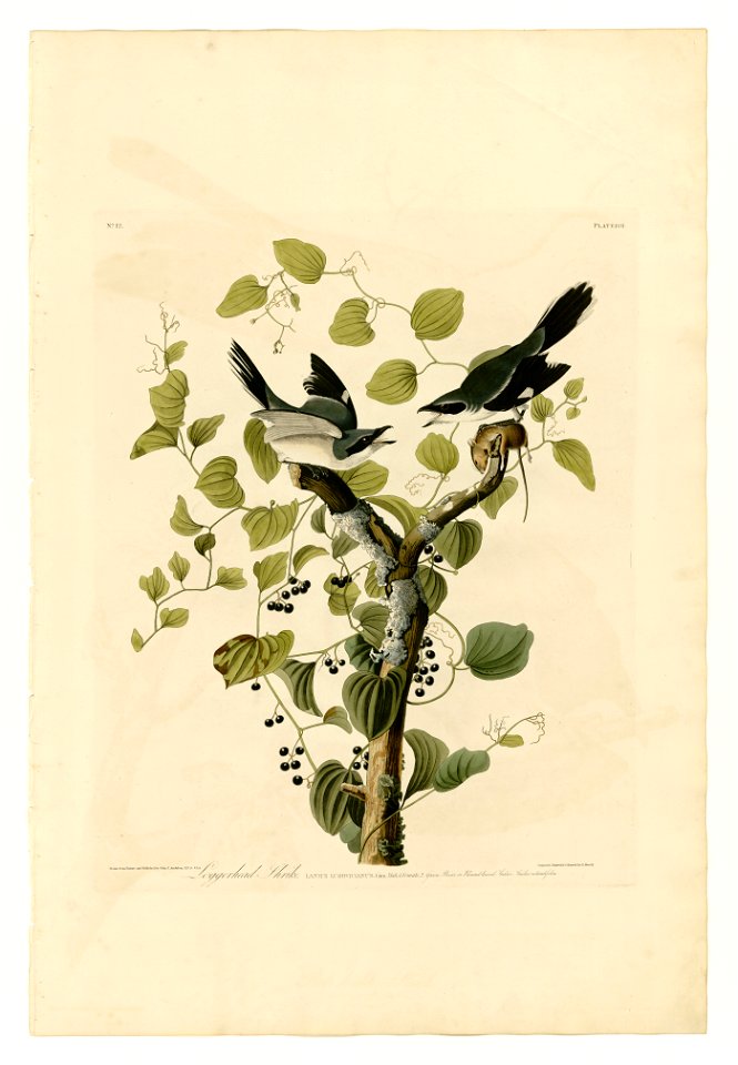 57 Loggerhead Shrike
