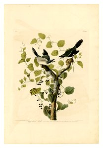 57 Loggerhead Shrike
