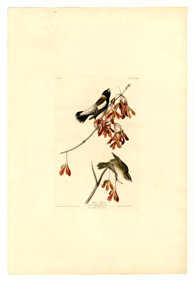 54 Rice Bird
