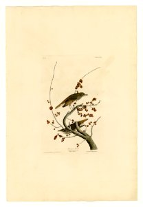 58 Hermit Thrush