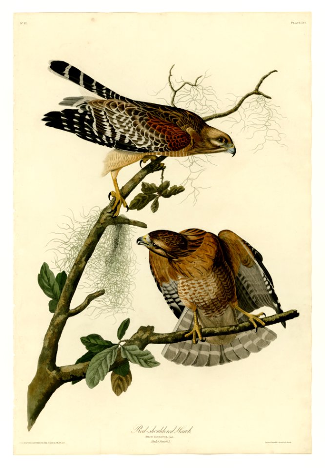 56 Red-shouldered Hawk