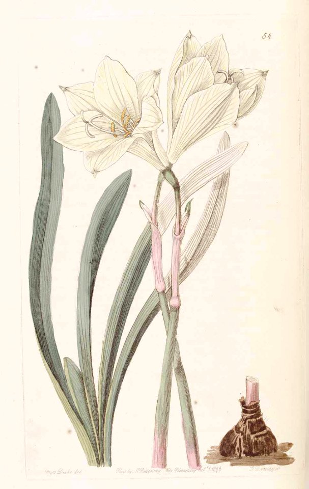 54 Zephyranthes concolor. Free illustration for personal and commercial use.