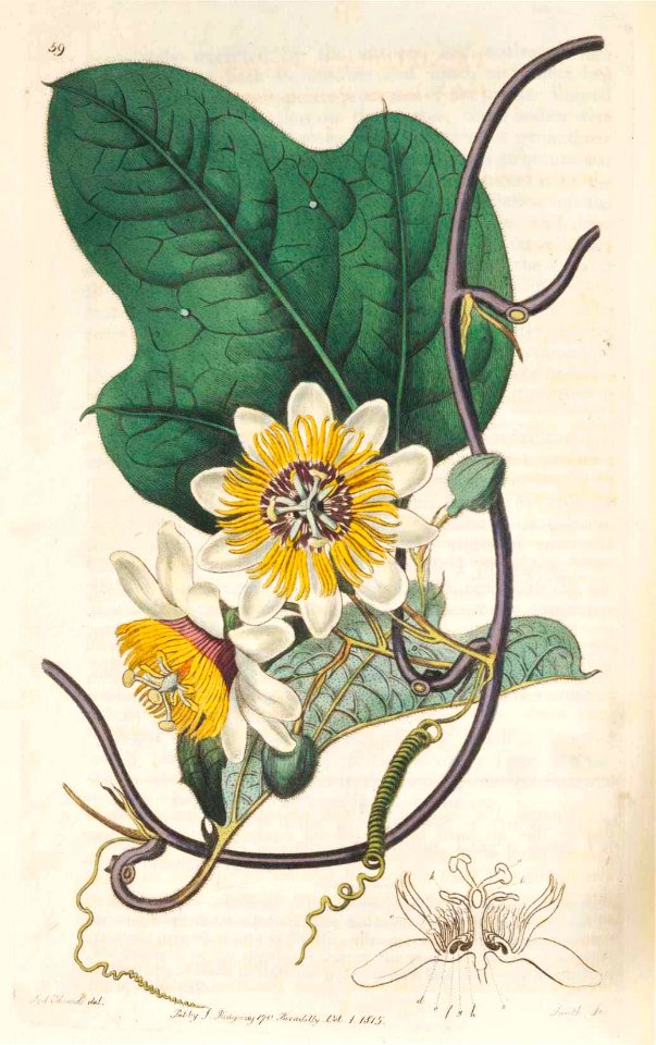 59 Passiflora holosericea