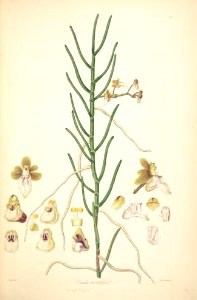 6 Vanda teretifolia - John Lindley - Collectanea botanica (1821)