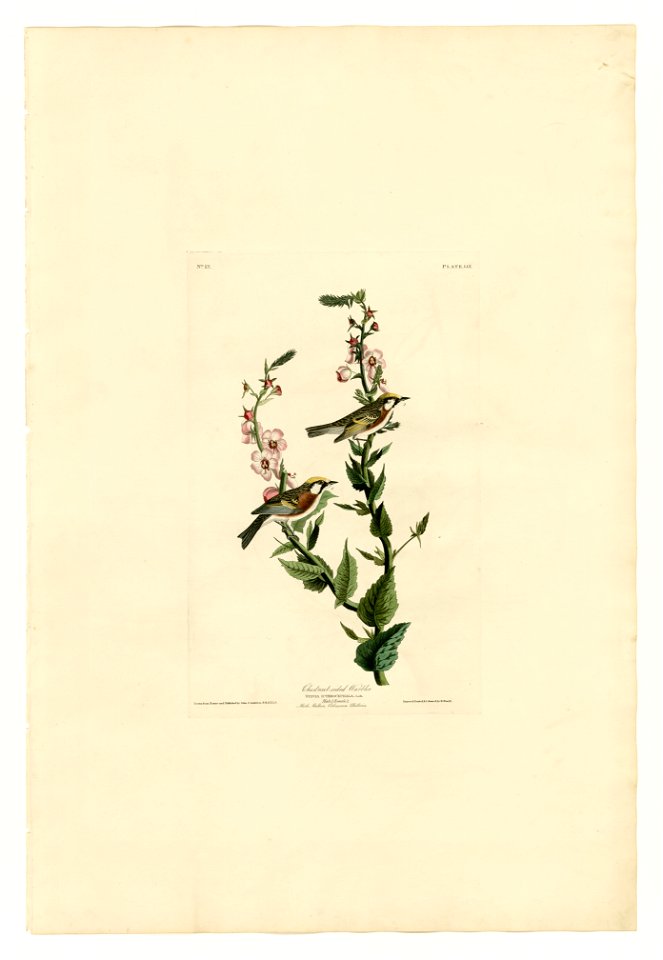 59 Chestnut-sided Warbler
