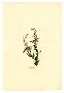 59 Chestnut-sided Warbler