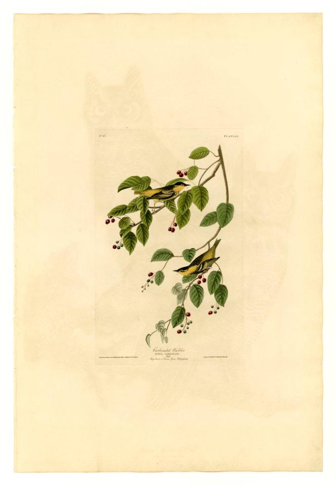 60 Carbonated Warbler