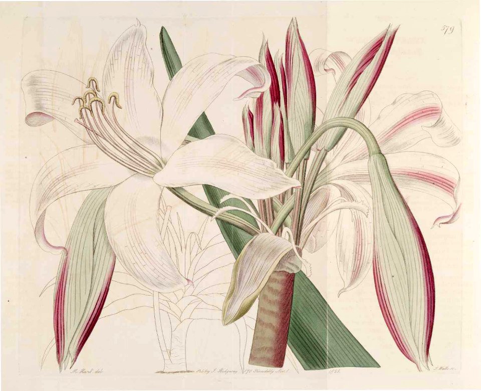 579 Crinum latifolium (as Amaryllis insignis)