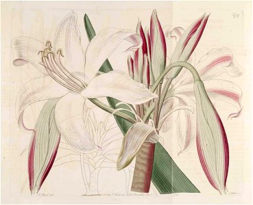 579 Crinum latifolium (as Amaryllis insignis)