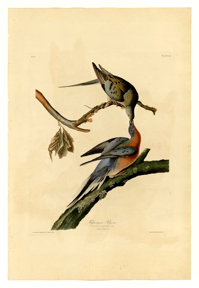62 Passenger Pigeon