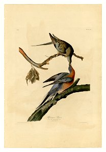 62 Passenger Pigeon