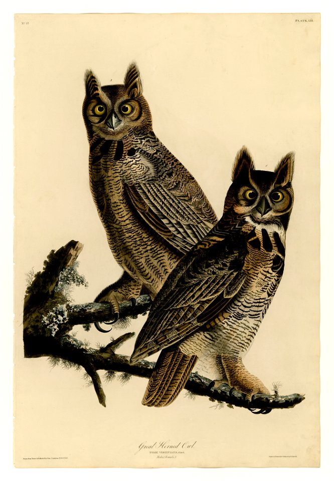 61 Great Horned Owl