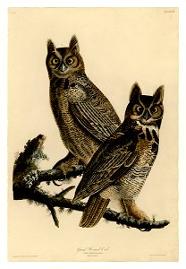 61 Great Horned Owl