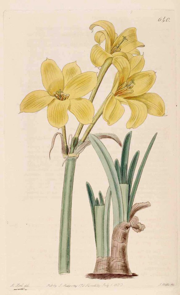 640 Chlidanthus fragrans
