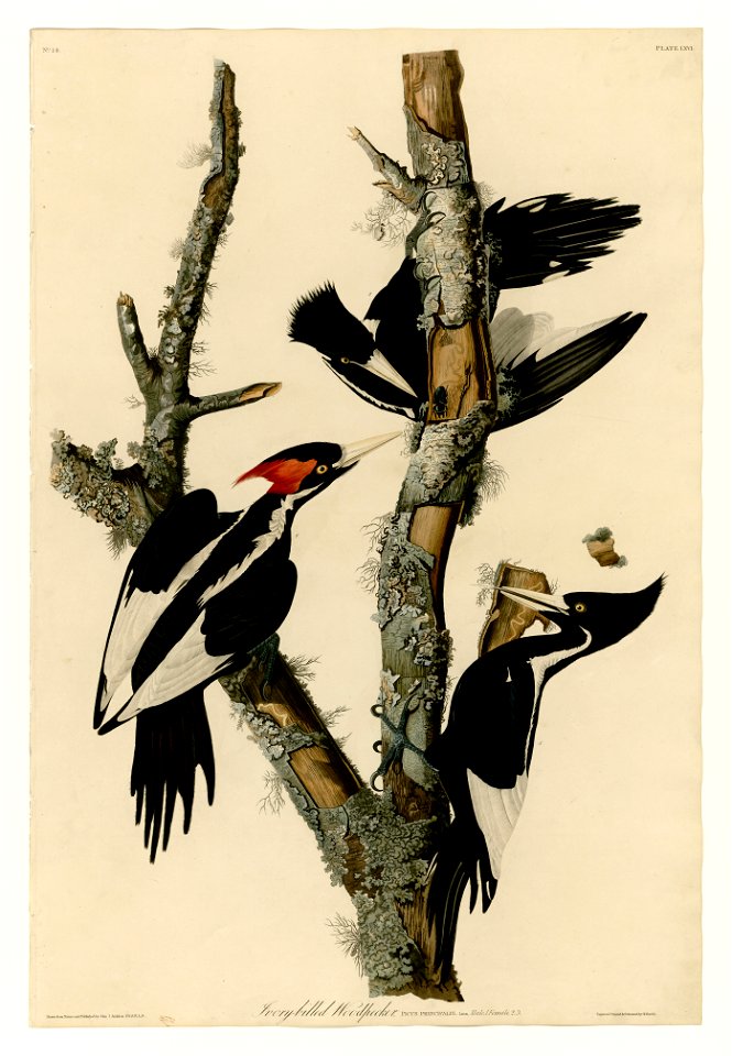 66 Ivory-billed Woodpecker