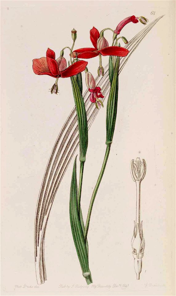 68 Tigridia immaculata
