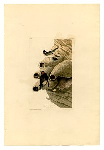 68 Republican or Cliff Swallow