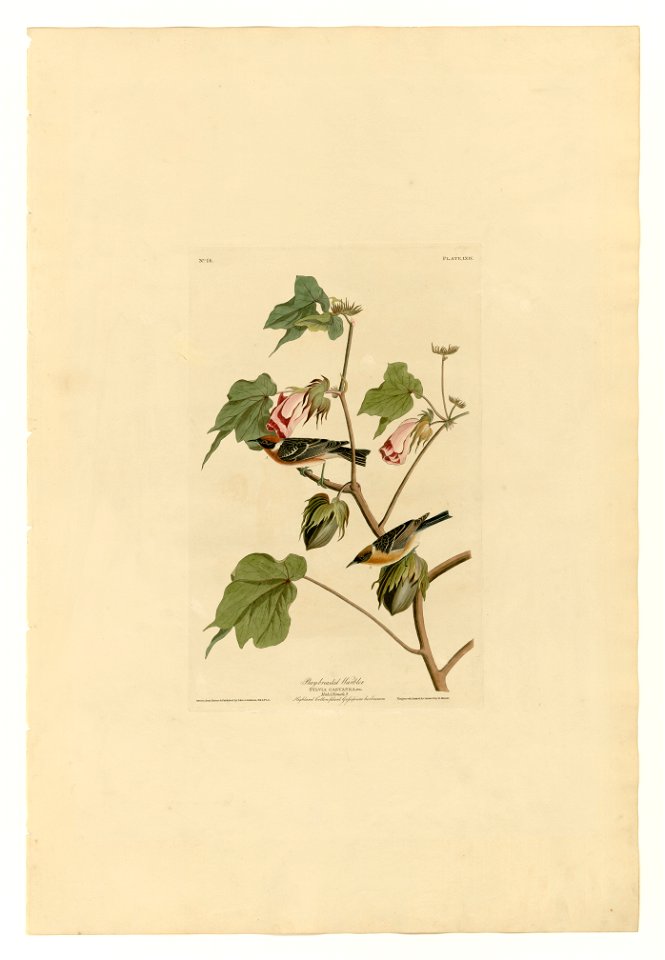 69 Bay-breasted Warbler