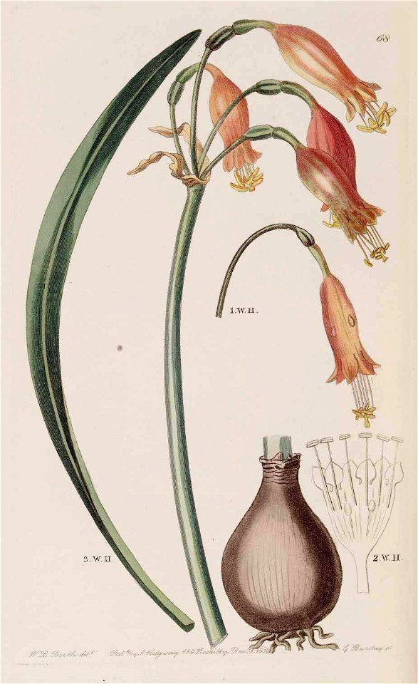 68 Stenomesson miniatum