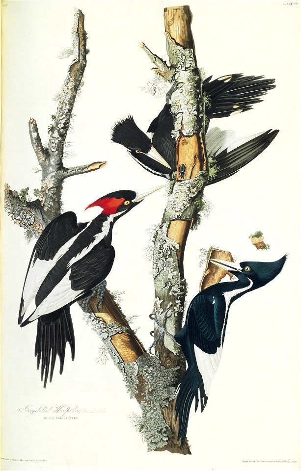 66 Ivory-billed Woodpecker (Duke of Portland Audubon edition)