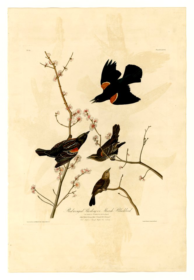 67 Red-winged Starling or Marsh Blackbird