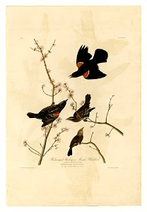 67 Red-winged Starling or Marsh Blackbird