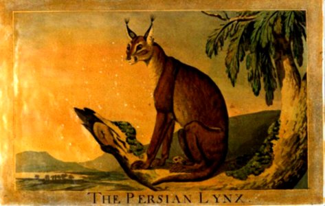 7, Persian Lynx, Charles Catton's Animals (1788) (cropped)