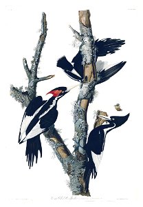 66 Ivory-billed Woodpecker (half size) - pseudo detoned