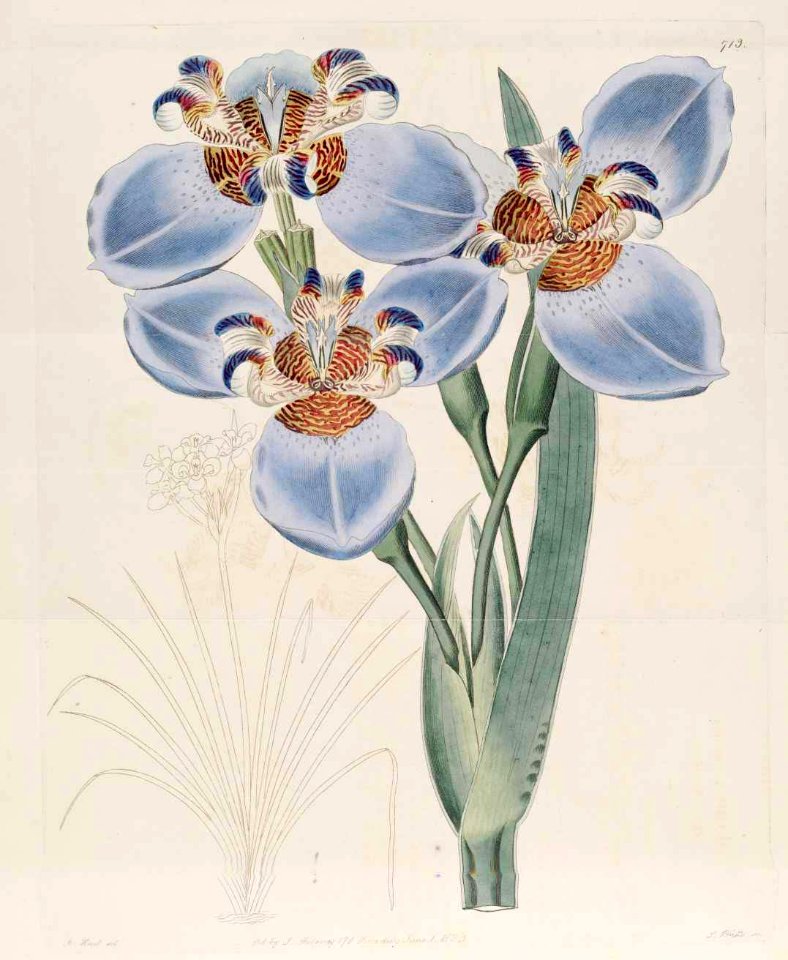 713 Neomarica caerulea