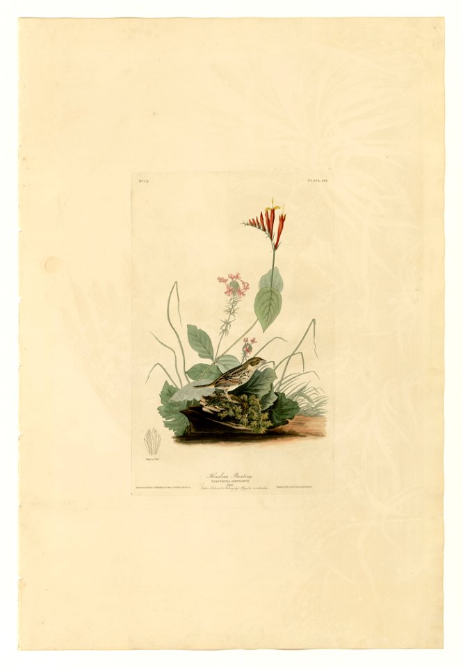70 Henslow's Bunting