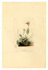 70 Henslow's Bunting