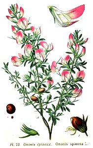 73 Ononis spinosa L