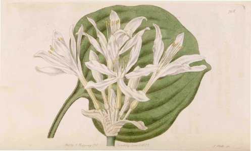 715 Proiphys amboinensis