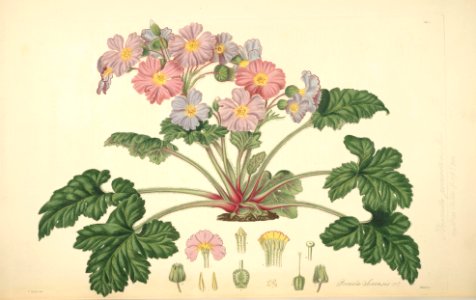 7 Primula sinensis - John Lindley - Collectanea botanica (1821). Free illustration for personal and commercial use.