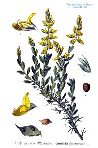 72 Genista germanica L