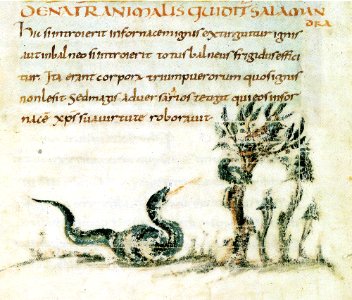 78-Fisiologo di Berna - Salamandra
