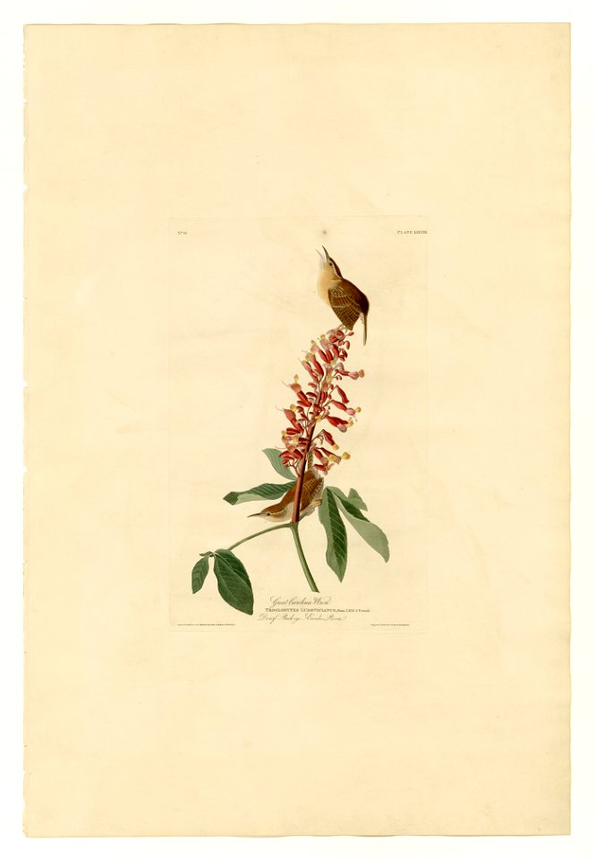 78 Great Carolina Wren